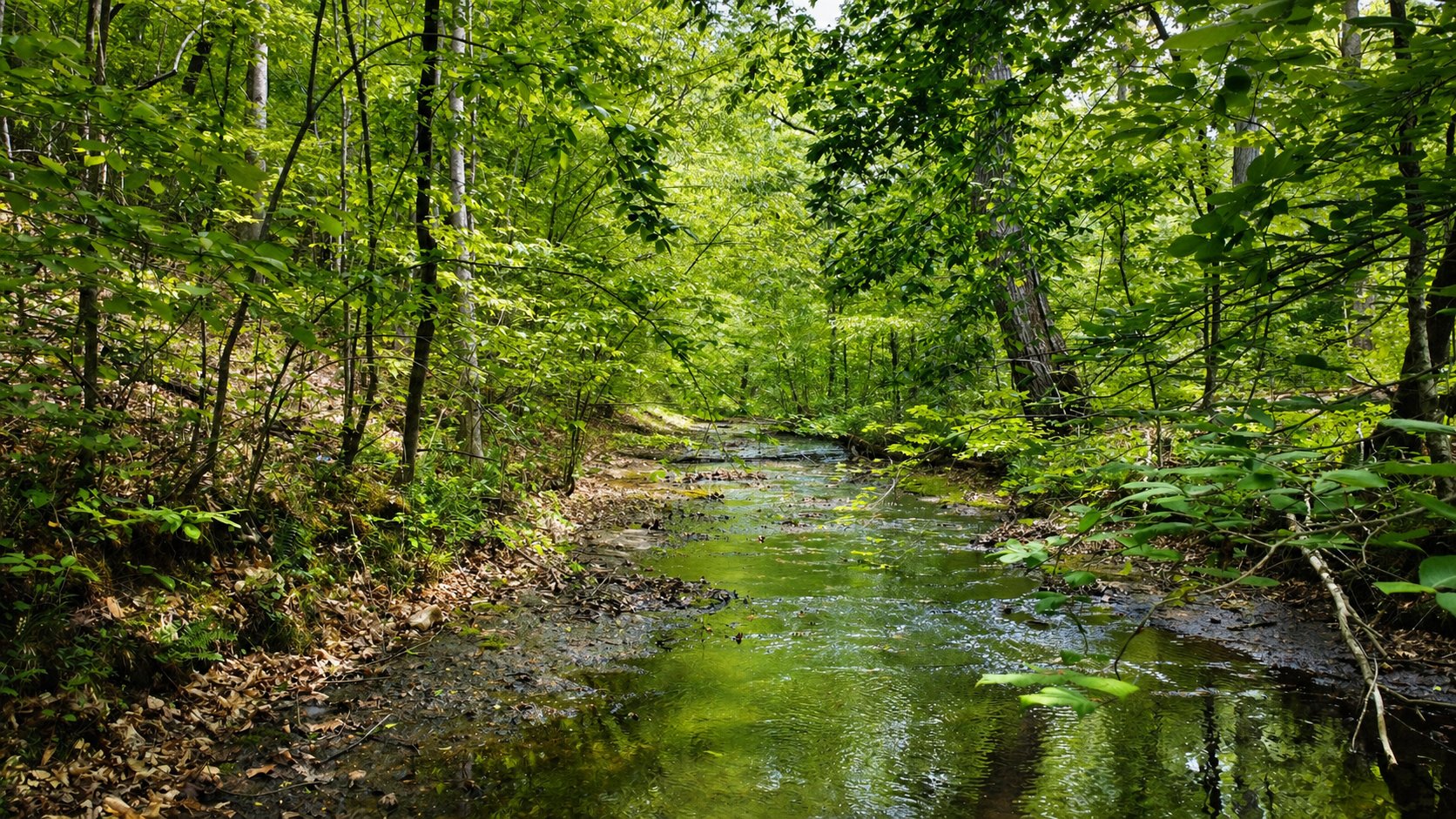 Creek winding through the property's hardwood forest